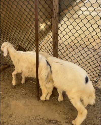 طليان حريه
