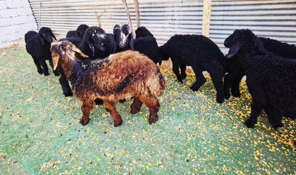 بهم تربية عرب فاخر