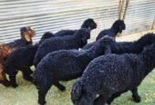 بهم تربية عرب فاخر