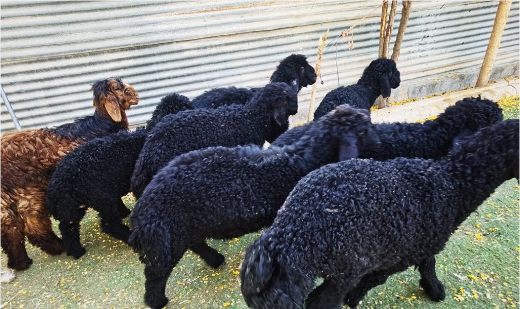 بهم تربية عرب فاخر