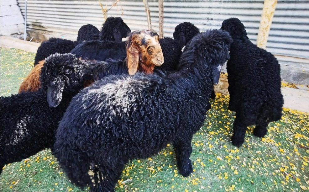 بهم تربية عرب فاخر