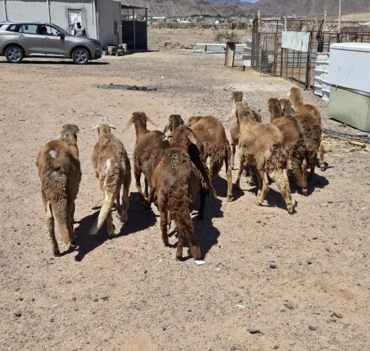 طليان سواكن للبيع