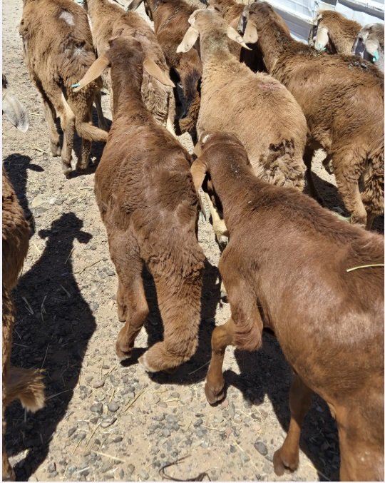 طليان سواكن للبيع