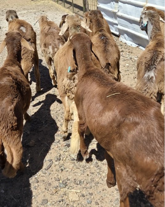 طليان سواكن للبيع