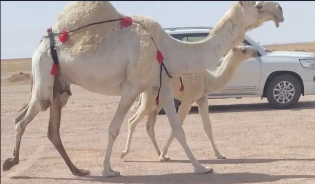 بيع خلفه سنها ثنو عليانيه