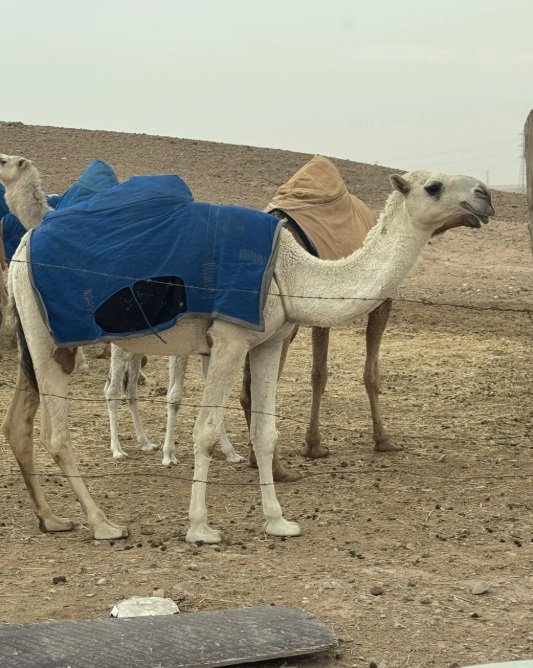 بكره وضحه باتلي