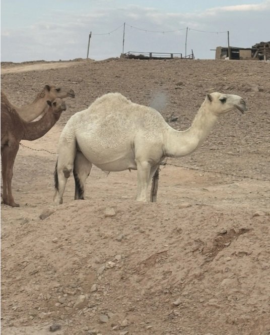 بكره وضحه باتلي