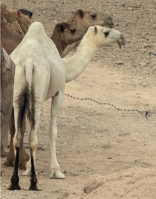 بكره وضحه باتلي