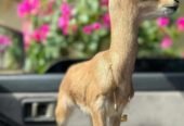 غزلان الريم للبيع توصيل إلى كافة المناطق