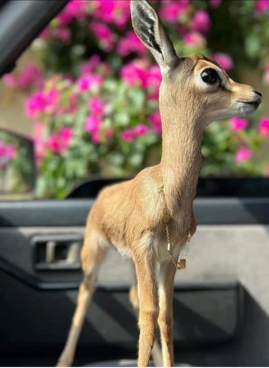 غزلان الريم للبيع توصيل إلى كافة المناطق