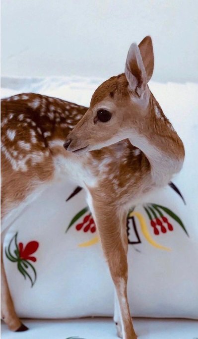 غزلان الريم للبيع توصيل إلى كافة المناطق