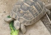 سلحفاة صحراوية للبيع