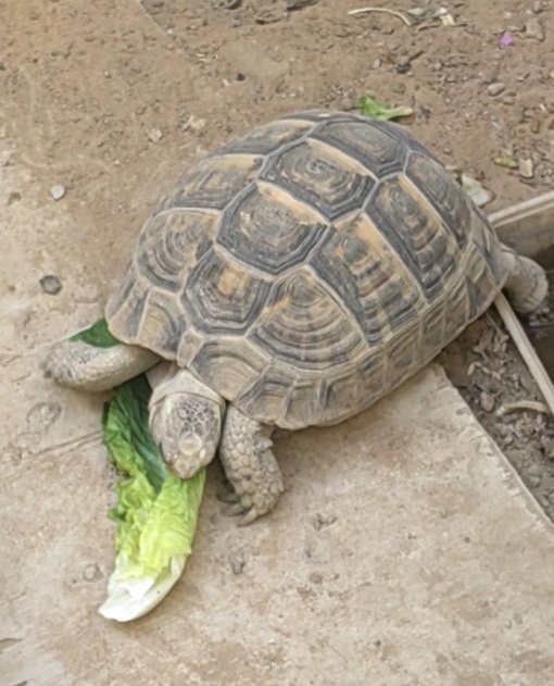 سلحفاة صحراوية للبيع