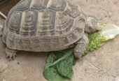 سلحفاة صحراوية للبيع