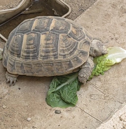 سلحفاة صحراوية للبيع