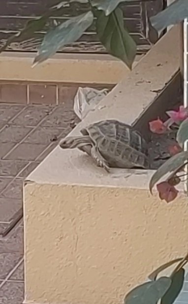 سلحفاة صحراوية للبيع