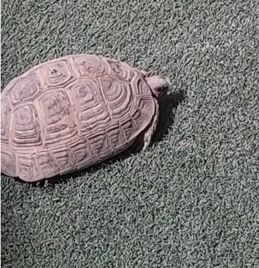 سلحفاة صحراوية للبيع