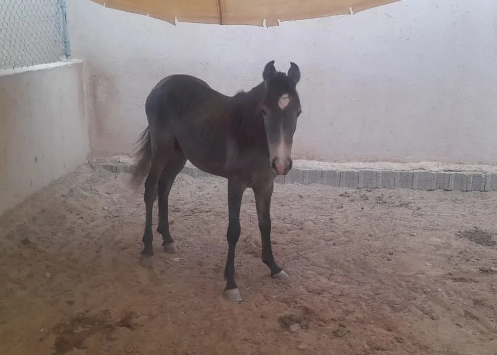 خيل عربي للبيع