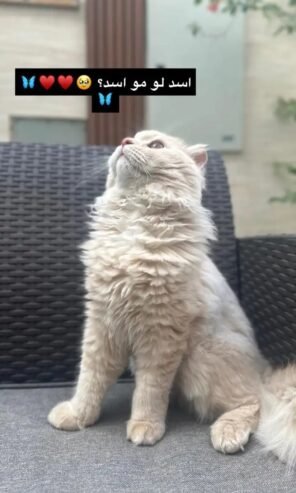 قط سكوتش