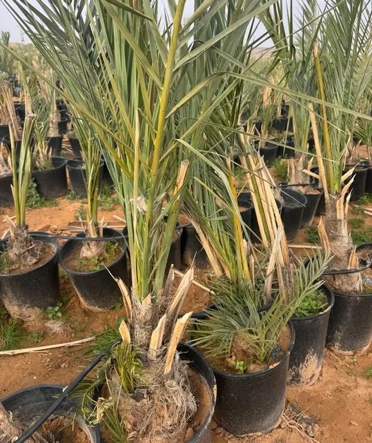 يوجد لدينا جميع انواع النخيل