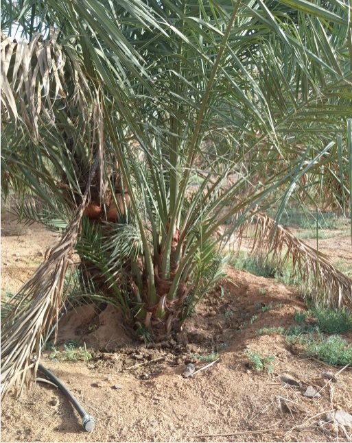 يوجد لدينا جميع انواع النخيل