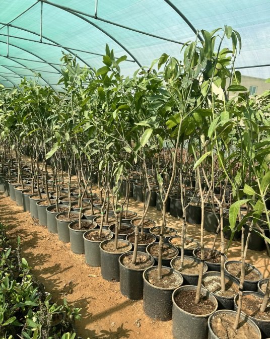 شتلات مثمره ونباتات زينه