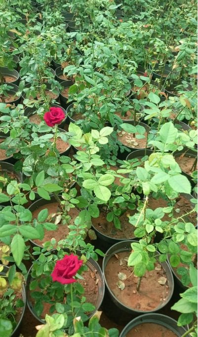 شتلات مثمره ونباتات زينه