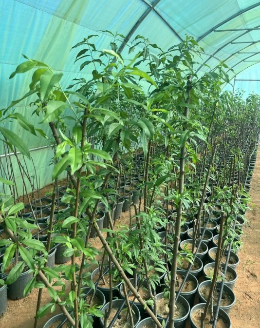 شتلات مثمره ونباتات زينه