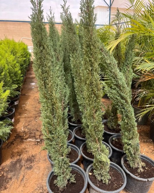 شتلات مثمره ونباتات زينه