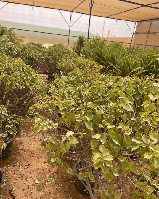 شتلات مثمره ونباتات زينه