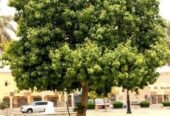 شتلات مثمره ونباتات زينه