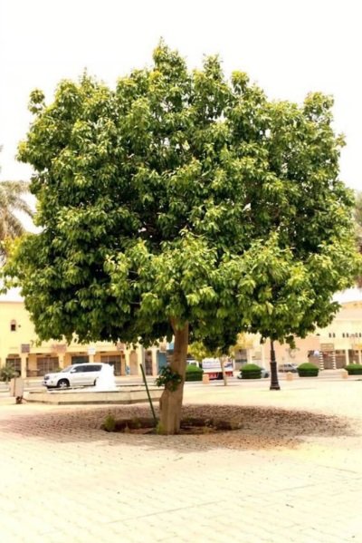 شتلات مثمره ونباتات زينه