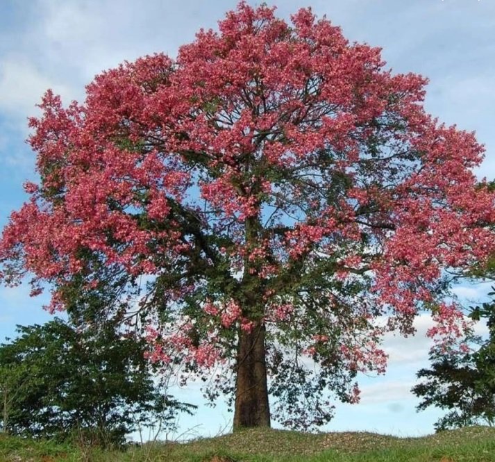 شتلات مثمره ونباتات زينه