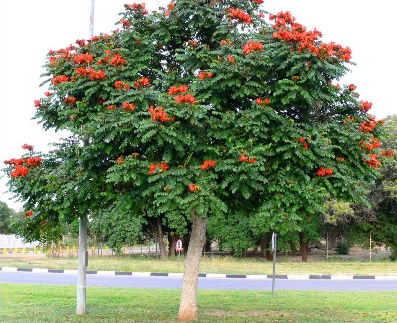 شتلات مثمره ونباتات زينه