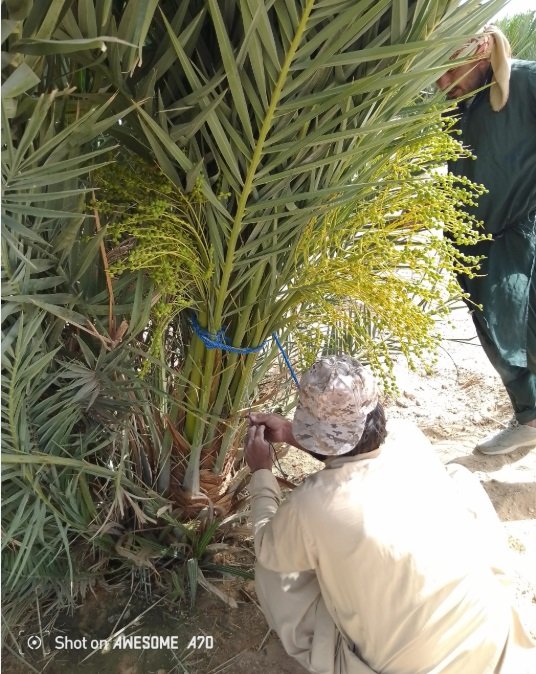 نخيل عربي بجميع انواعه