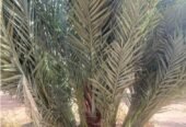 نخيل عربي بجميع انواعه