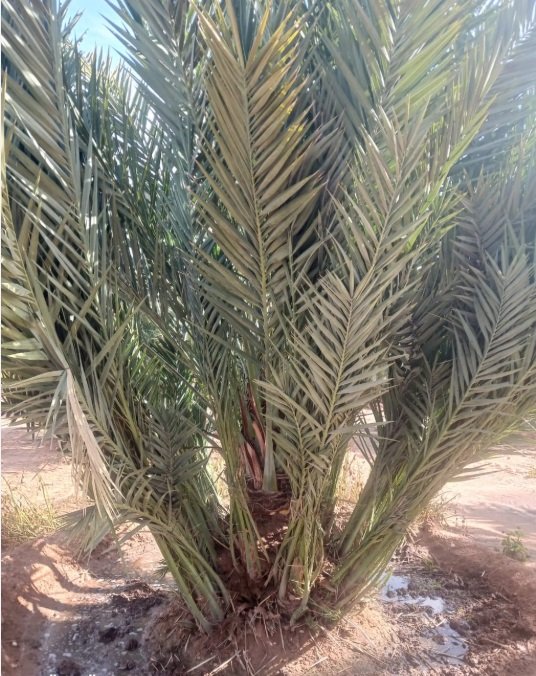 نخيل عربي بجميع انواعه