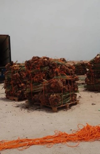 نخيل عربي بجميع انواعه