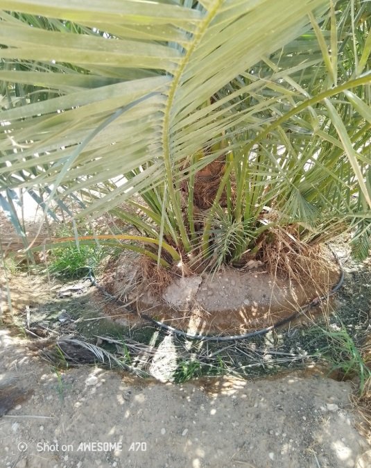 نخيل عربي بجميع انواعه