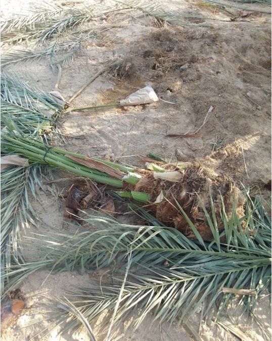 نخيل عربي بجميع انواعه