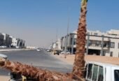 نخل واشنطونيا زينه