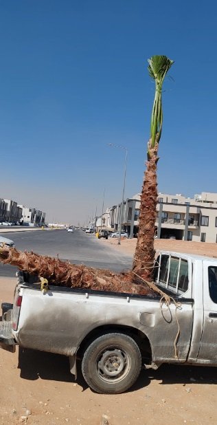 نخل واشنطونيا زينه