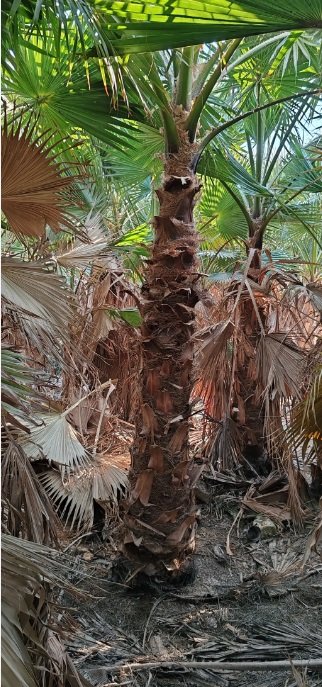 نخل واشنطونيا زينه