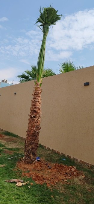 نخل واشنطونيا زينه