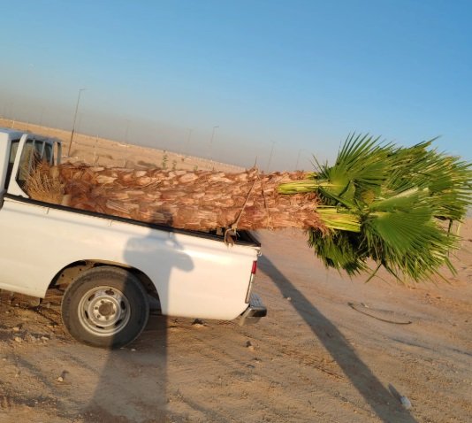 نخل واشنطونيا زينه