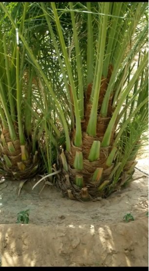 نخل صقعي هبري مطوق وخلاص اشقر ملكلي