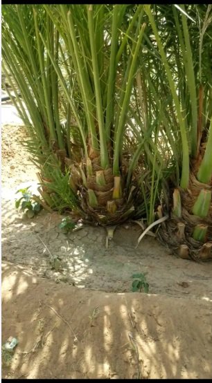 نخل صقعي هبري مطوق وخلاص اشقر ملكلي