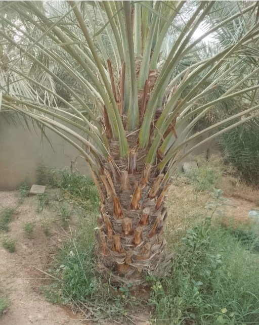 نخل صقعي هبري مطوق وخلاص اشقر ملكلي