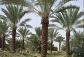 نخل صقعي هبري مطوق وخلاص اشقر ملكلي
