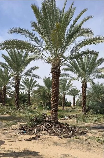 نخل صقعي هبري مطوق وخلاص اشقر ملكلي